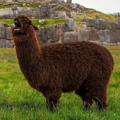 varvasmanteli
